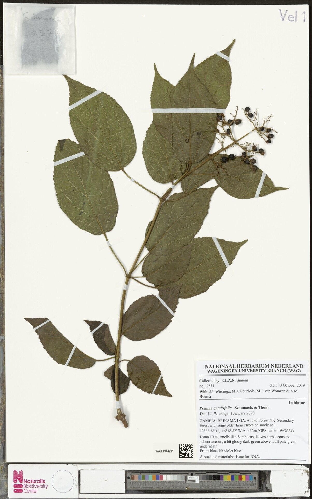 Premna quadrifolia other