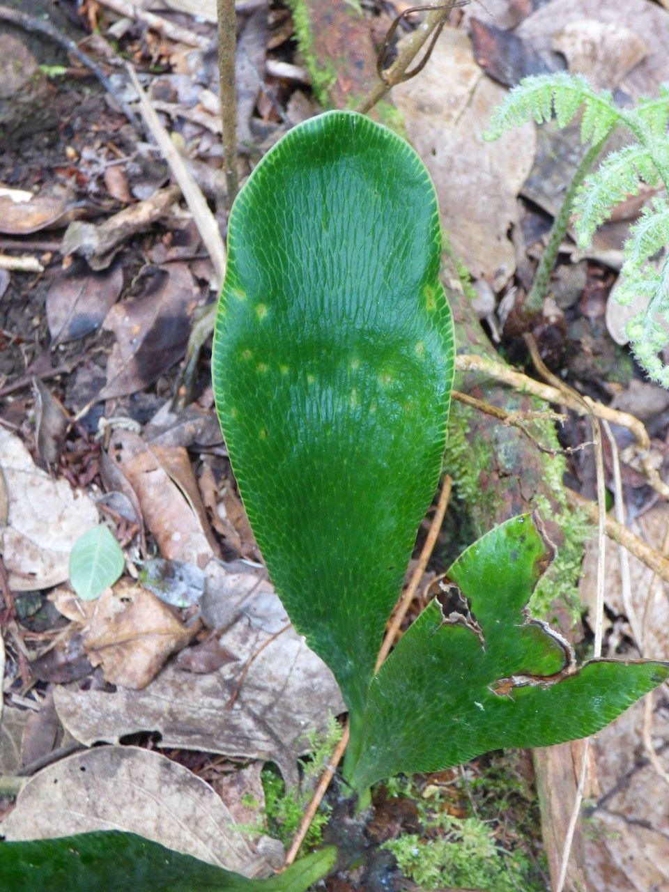 Antrophyum boryanum leaf