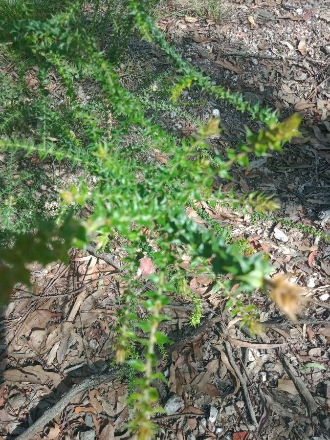 Dillwynia retorta leaf