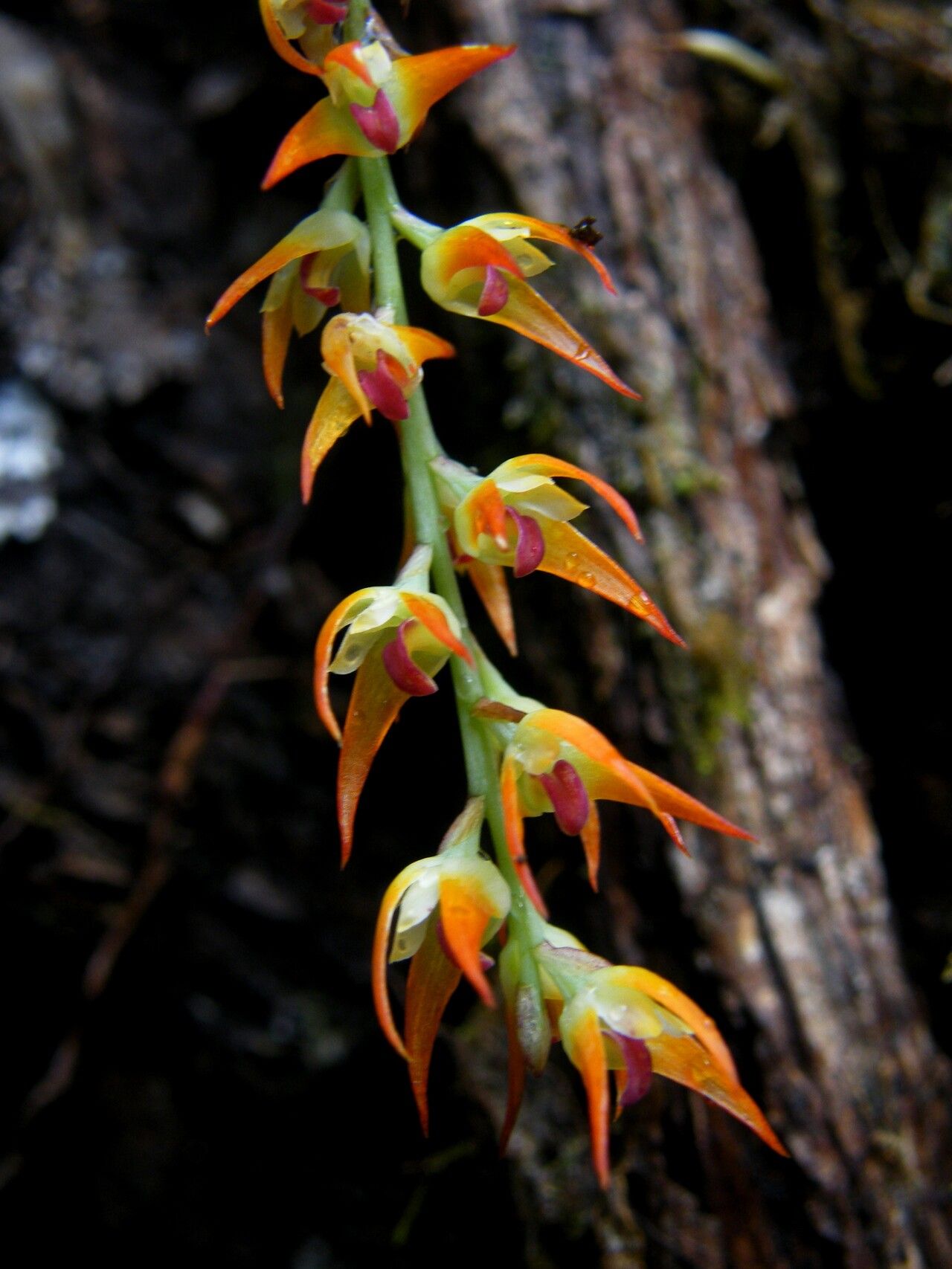 Bulbophyllum calvum — houseplant care guide