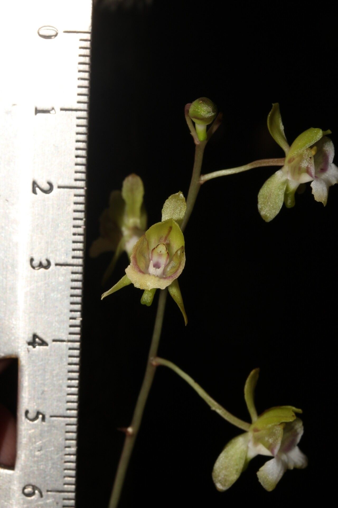 Eulophia sclerophylla flower