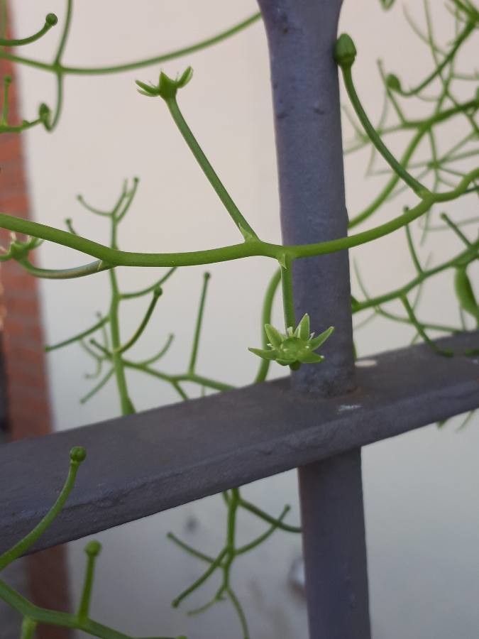 Bowiea volubilis flower