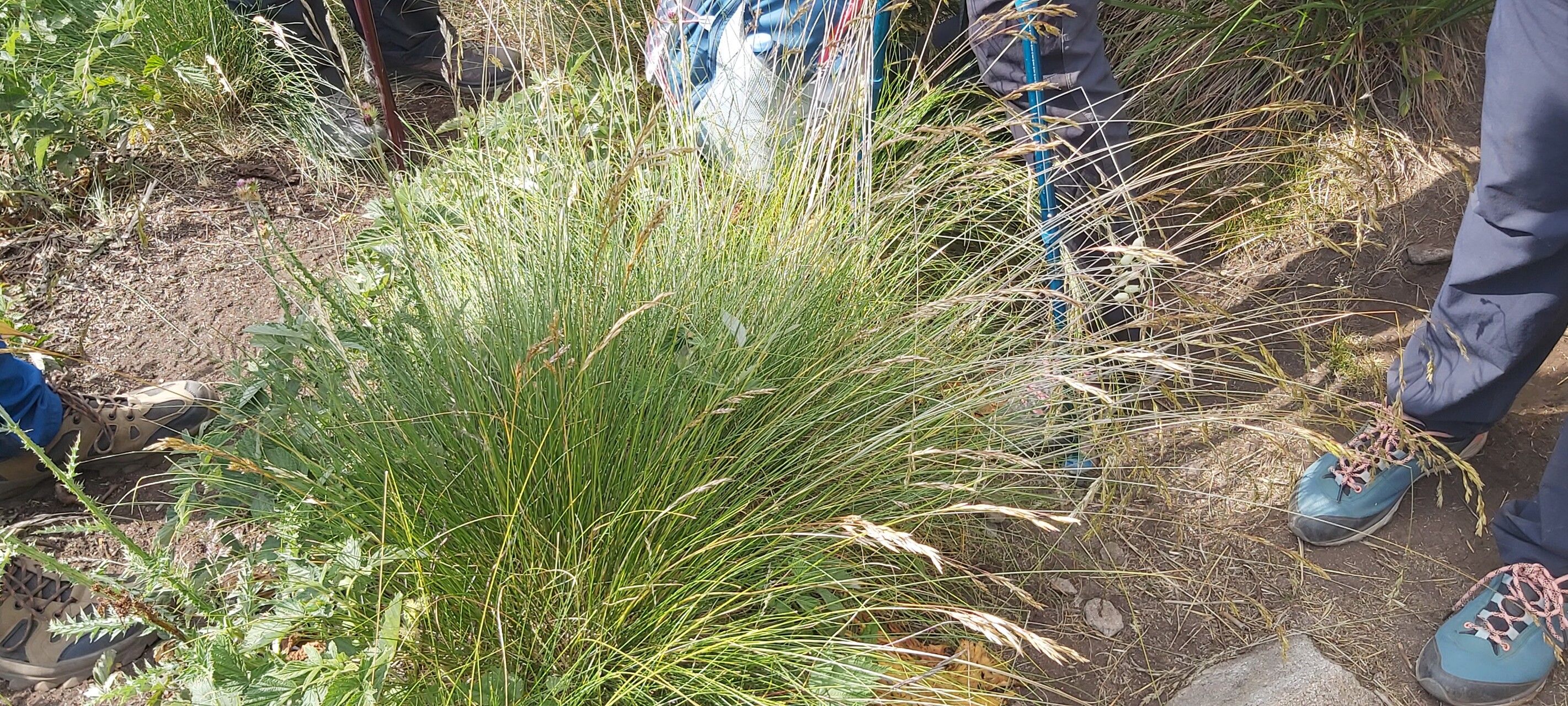 Festuca pirinica habit