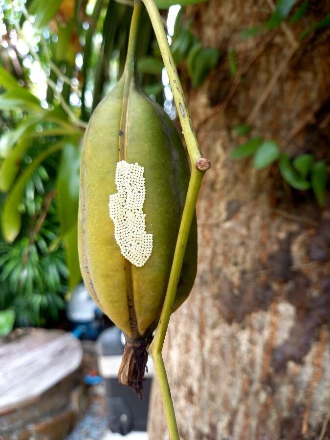 Oncidium sphacelatum fruit