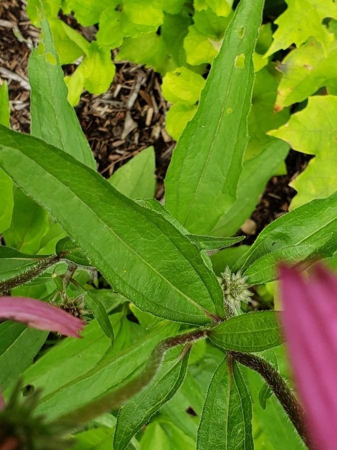 Echinacea tennesseensis leaf