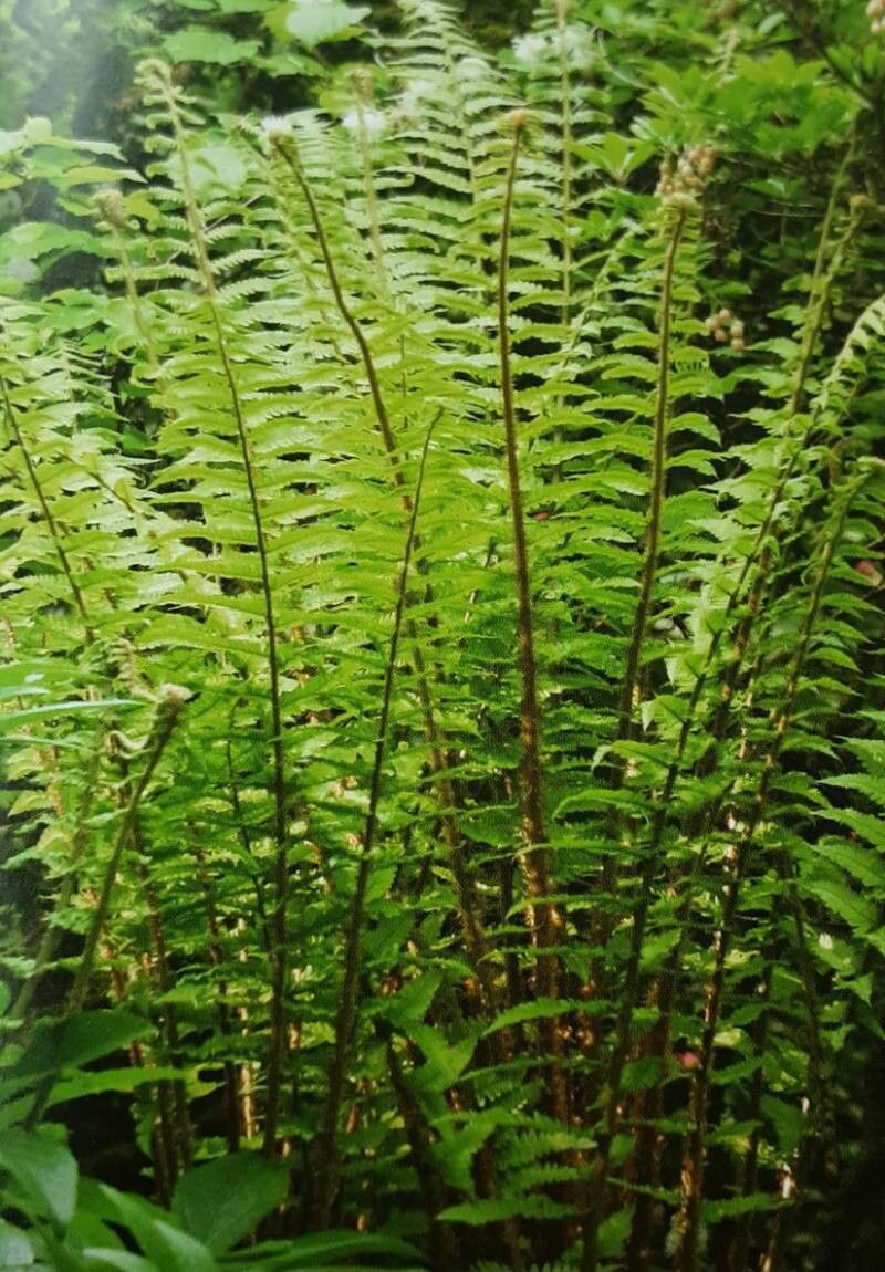 Dryopteris × complexa habit