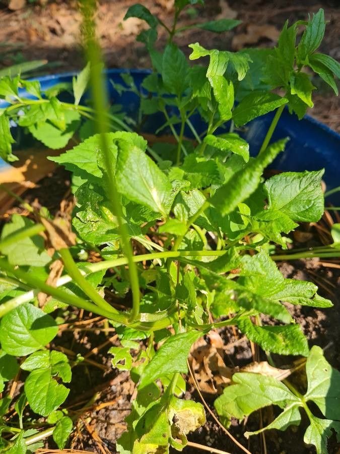 Acmella oleracea leaf