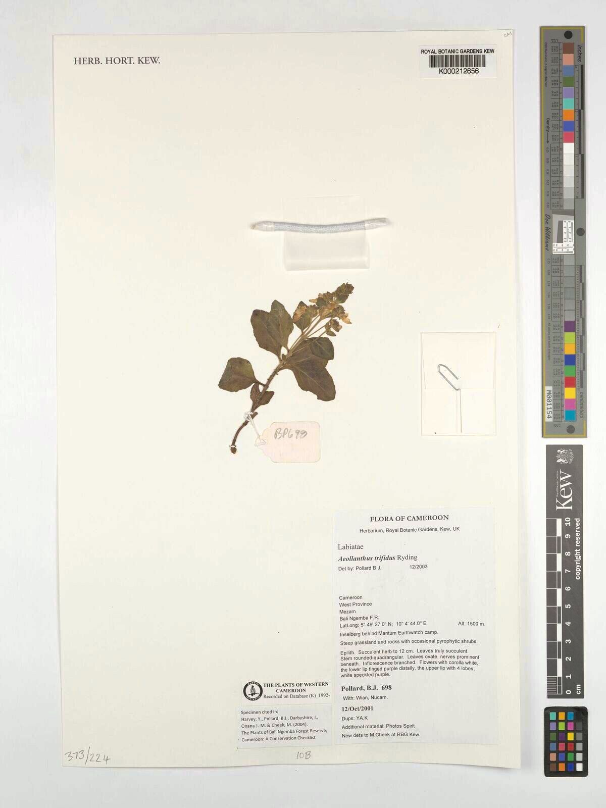 Aeollanthus trifidus — houseplant care guide