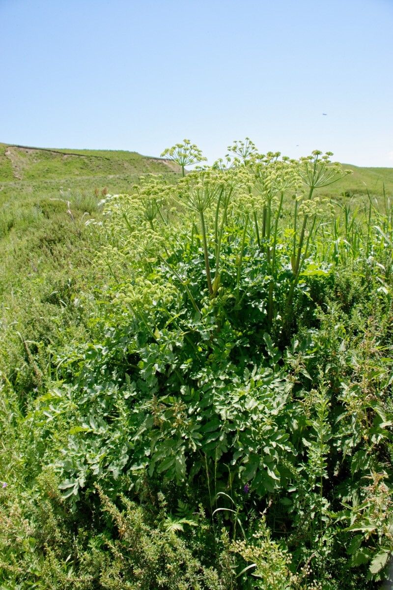 Angelica decurrens flower