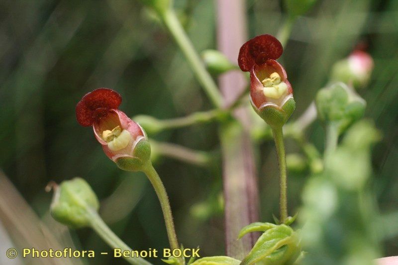 Scrophularia sublyrata fruit