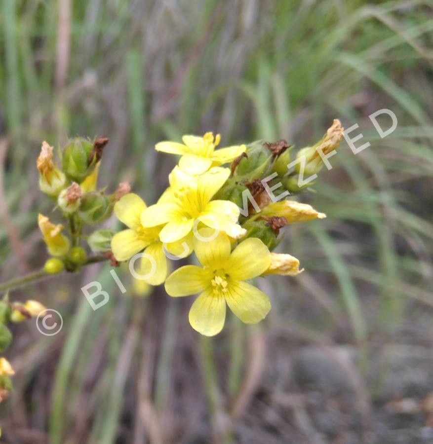 Linum sulcatum — search result for 'Linum'