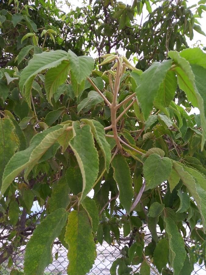 Roseodendron chryseum leaf