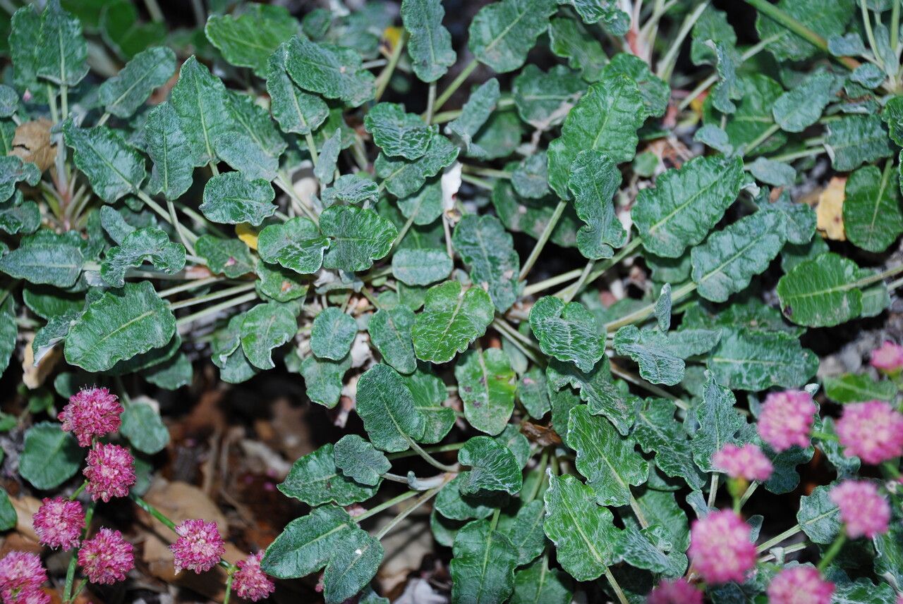 Eriogonum grande — search result for 'Eriogonum'