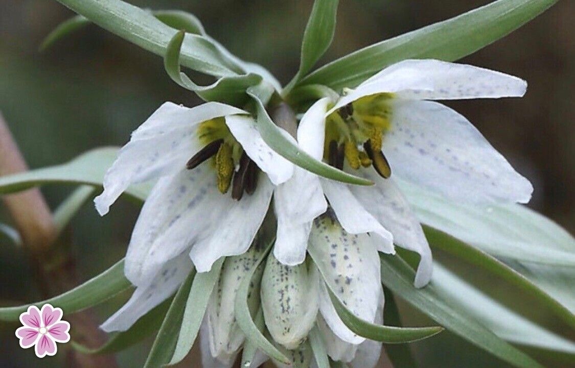 Fritillaria baisunensis — search result for 'Fritillaria'