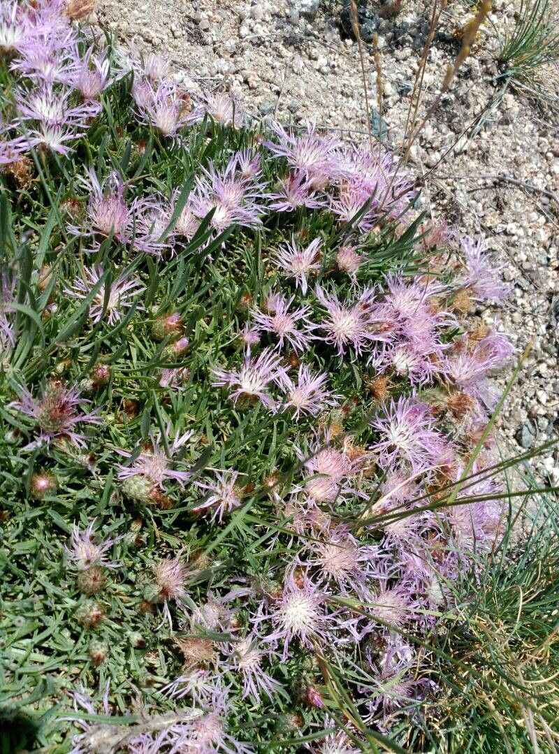 Centaurea janeri — houseplant care guide