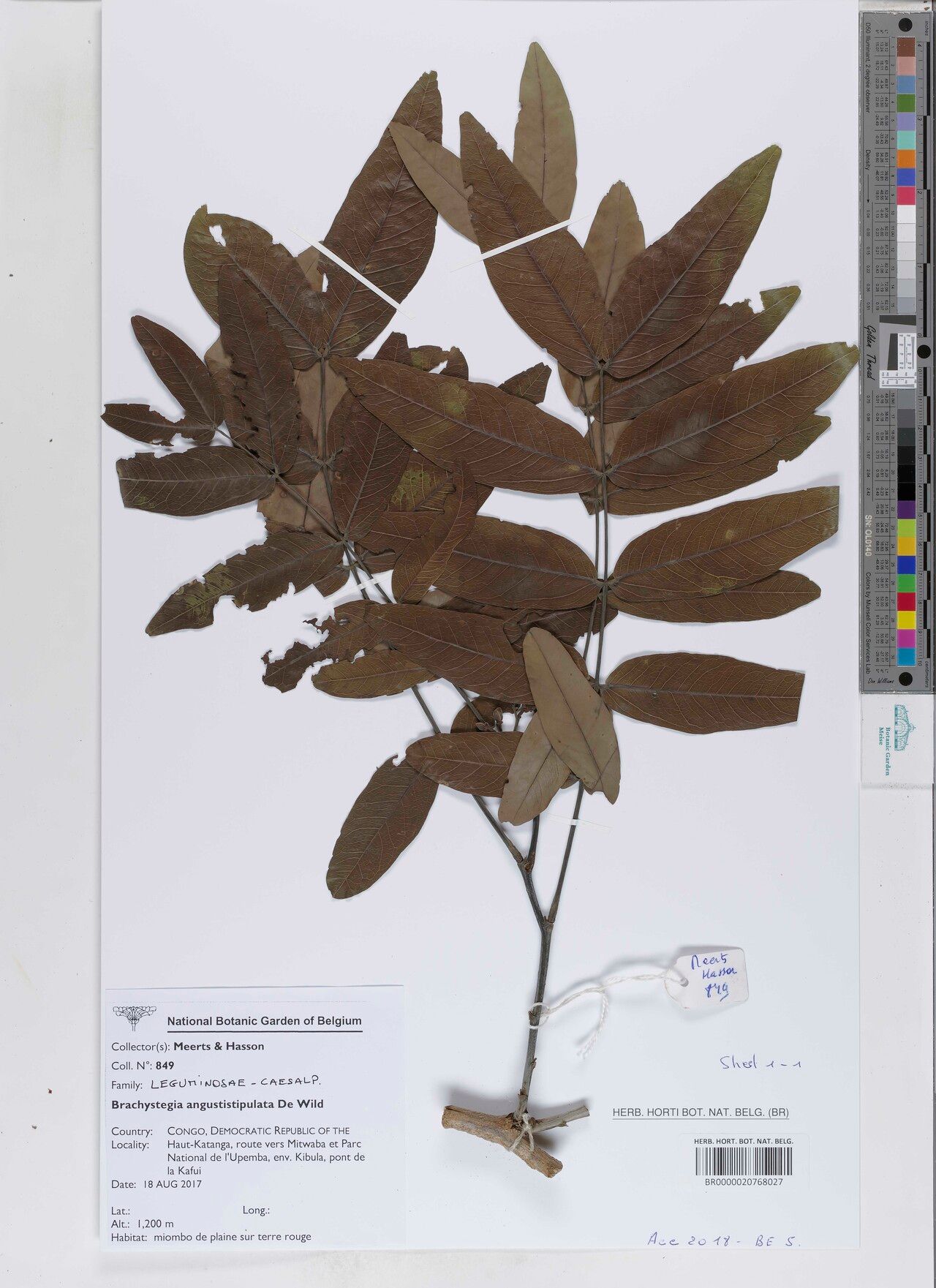 Brachystegia angustistipulata — related species from the same genus