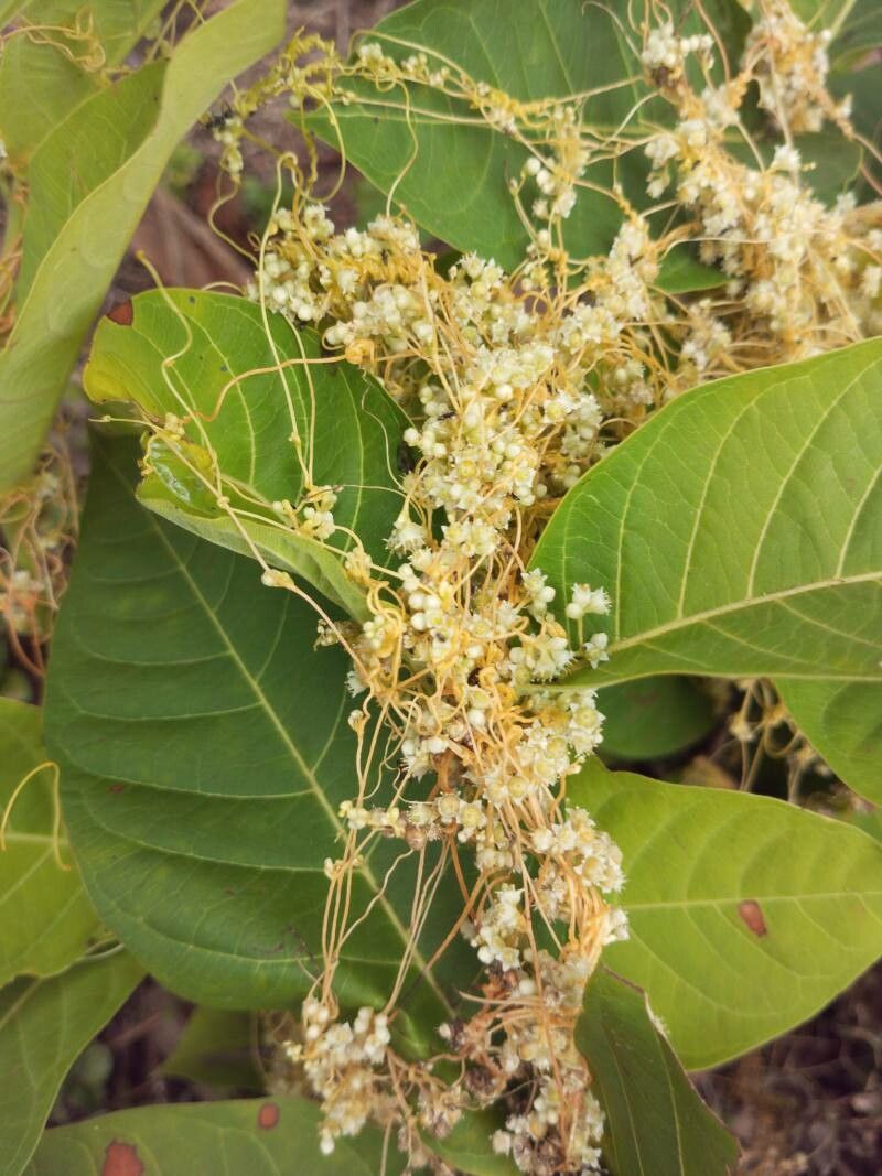 Cuscuta reflexa flower