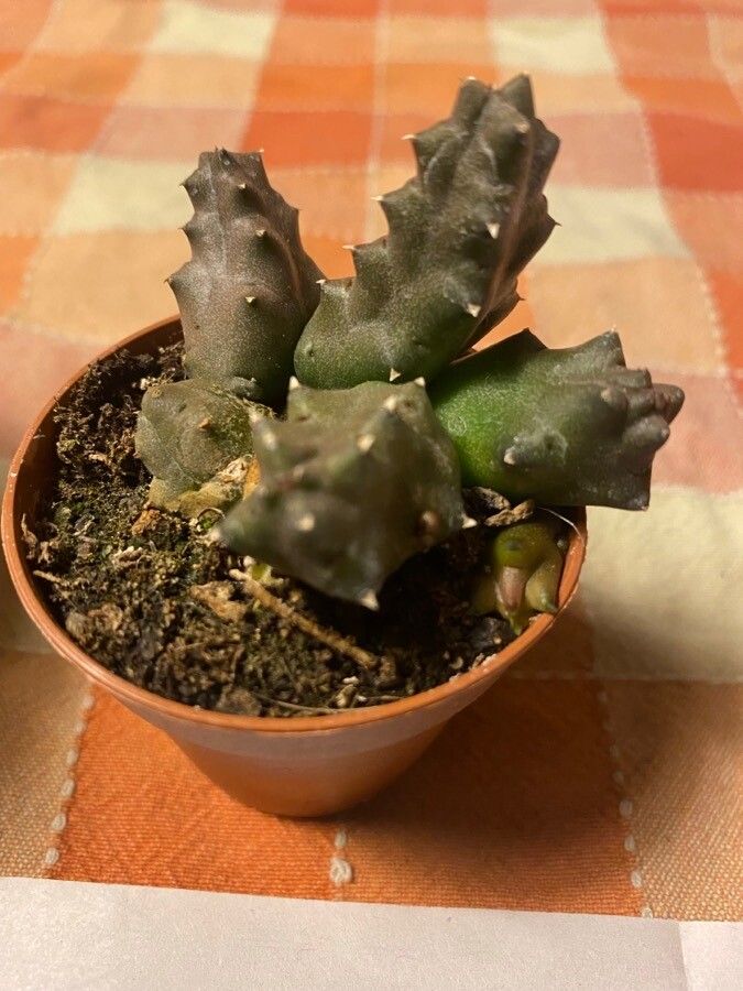 Duvalia caespitosa — houseplant care guide