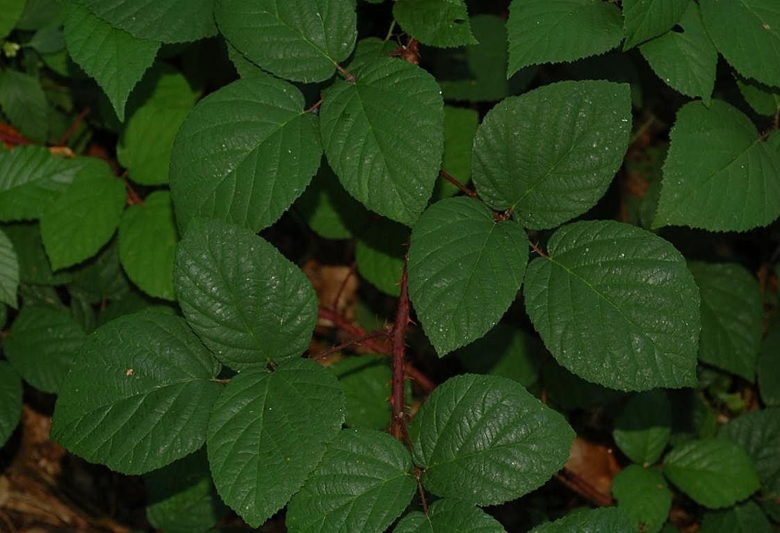 Rubus subcordatus — houseplant care guide