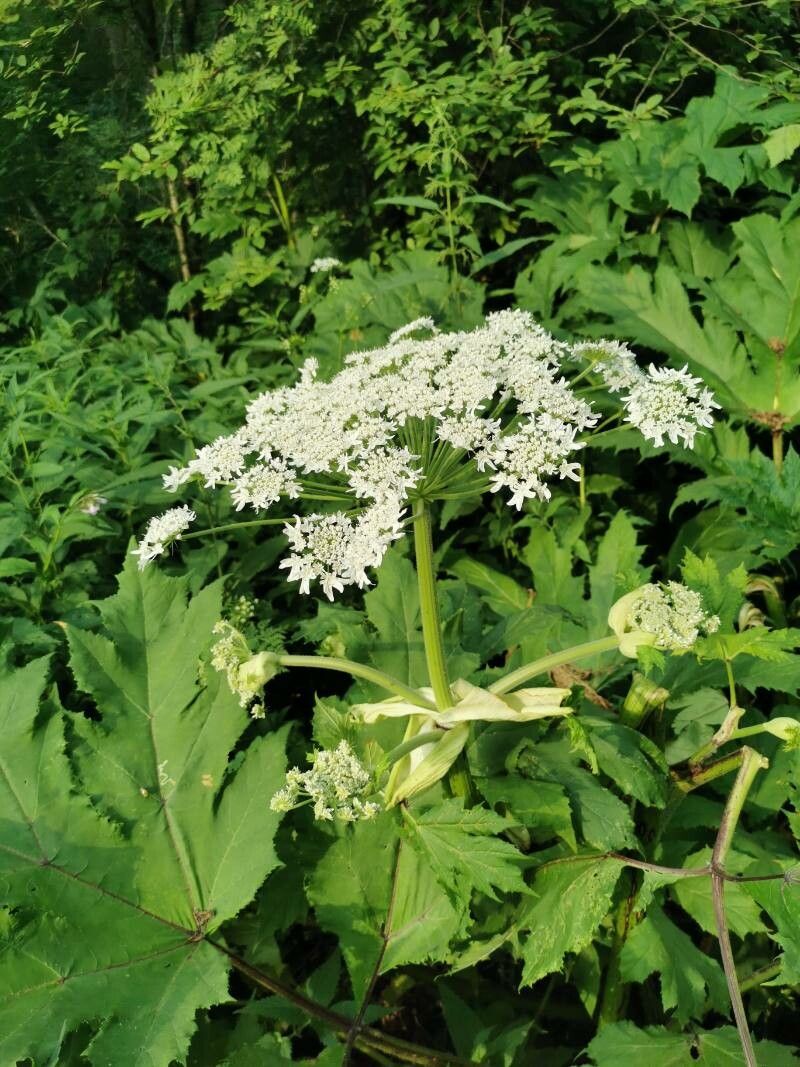 Heracleum sosnowskyi flower