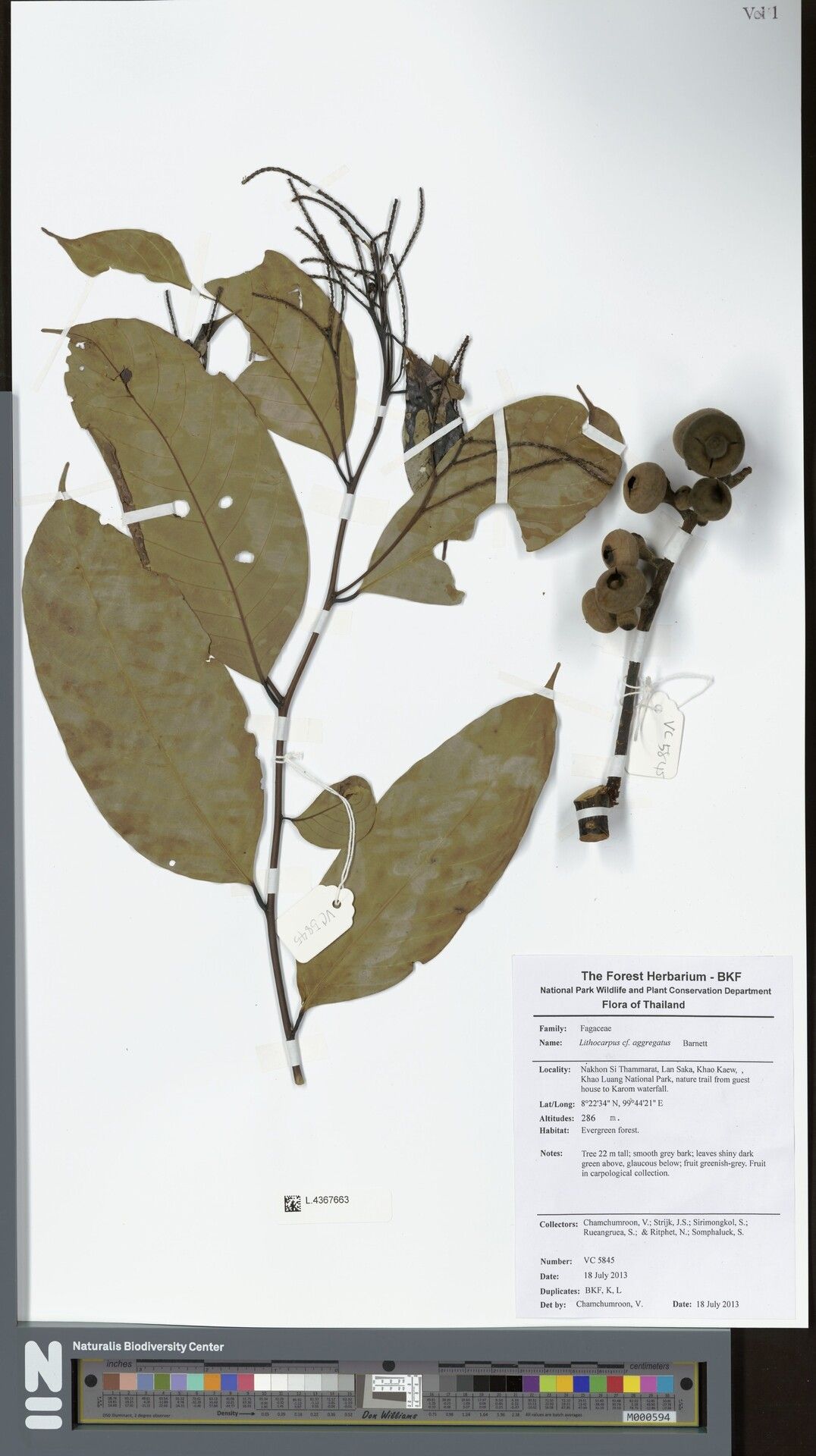 Lithocarpus aggregatus
