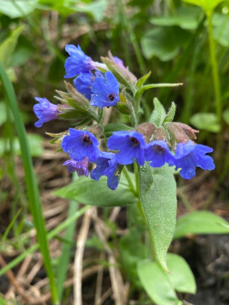 Pulmonaria angustifolia habit