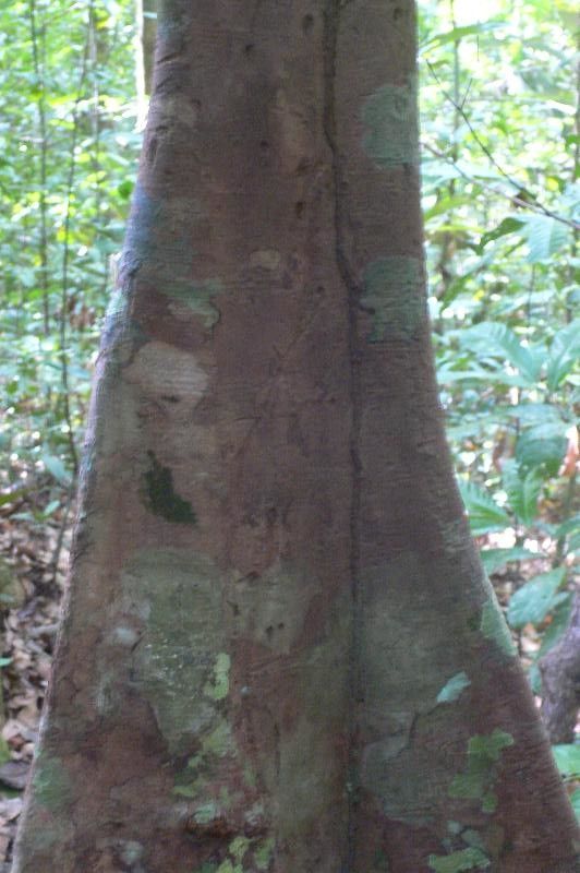 Sloanea durissima bark