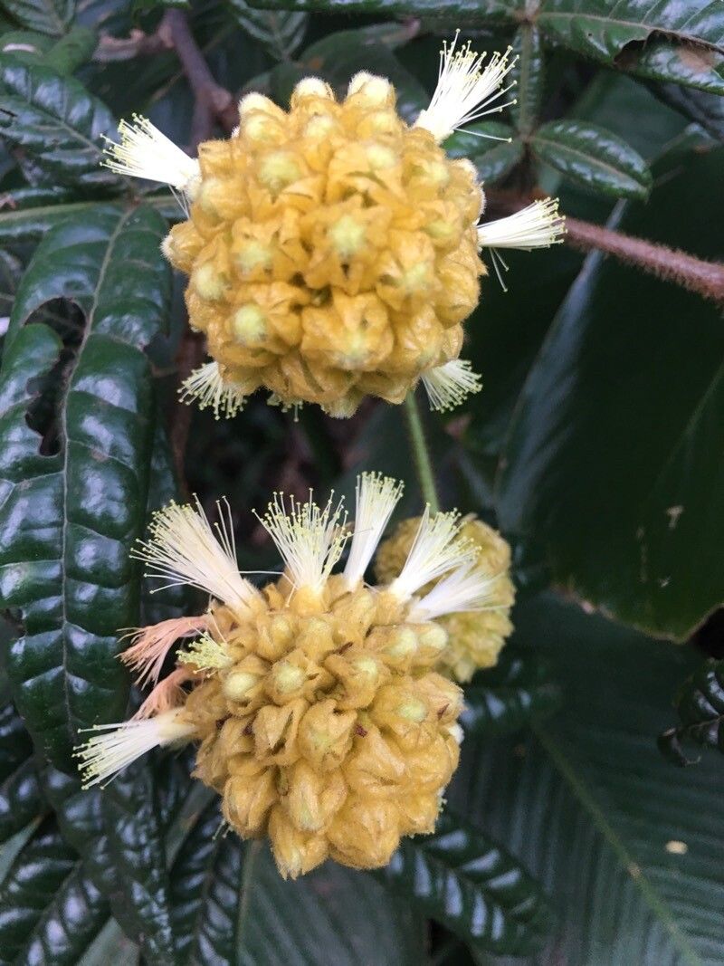 Inga congesta — houseplant care guide