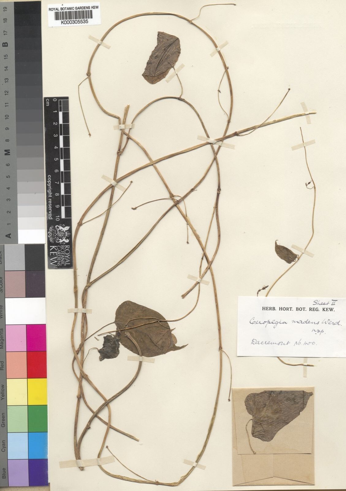 Ceropegia madens — search result for 'Ceropegia'