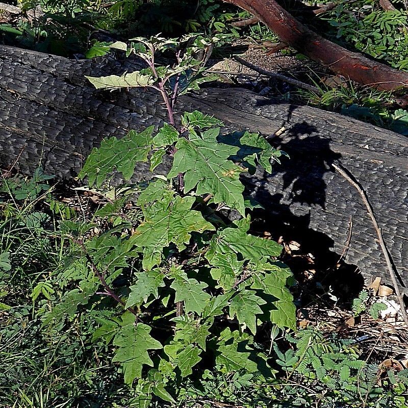 Solanum silvestre — houseplant care guide