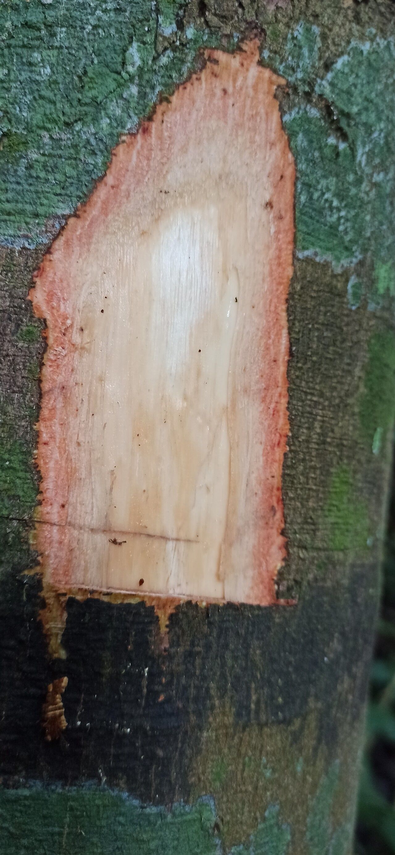 Trichilia welwitschii bark