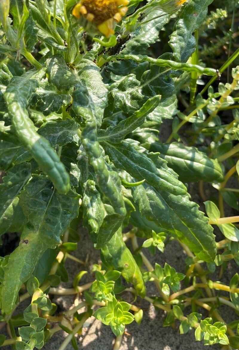 Jacobaea pseudoarnica leaf