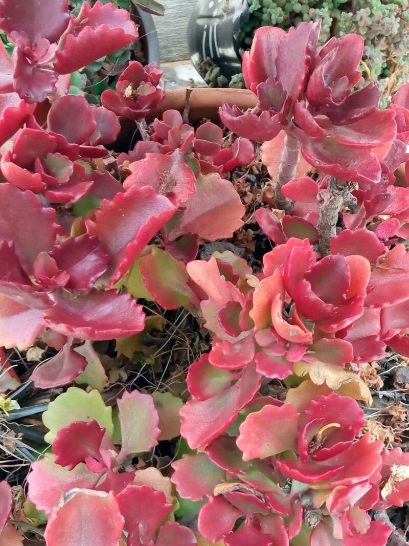 Kalanchoe sexangularis bark