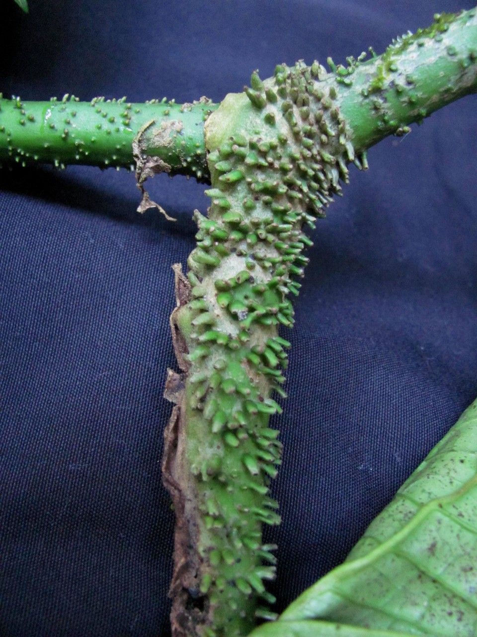 Piper clavuligerum bark