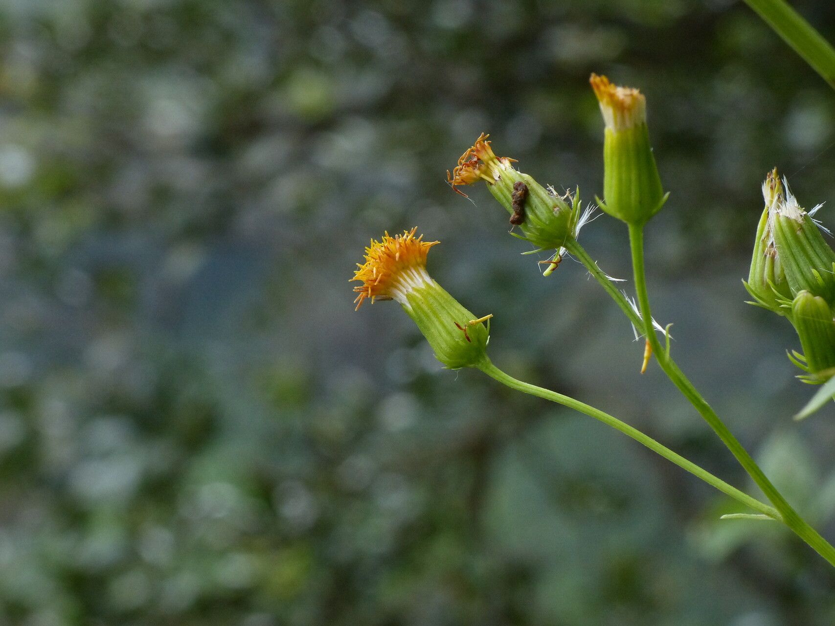 Gynura amplexicaulis flower