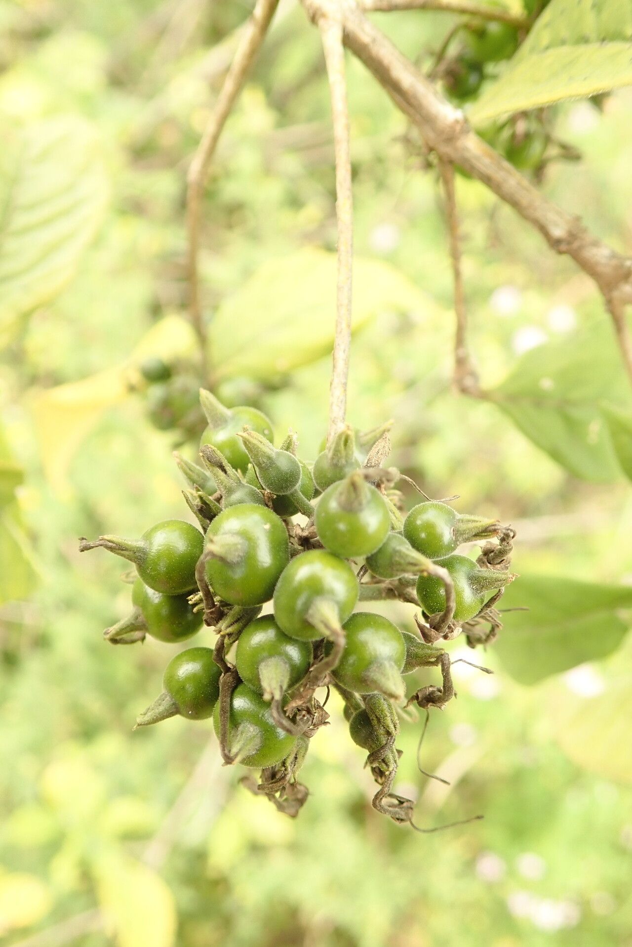 Pavetta oliveriana — houseplant care guide