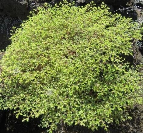 Euphorbia amplexicaulis habit