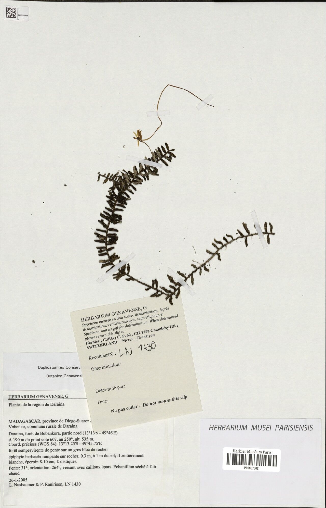 Angraecum darainense — houseplant care guide