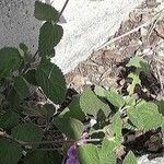 Lantana montevidensis