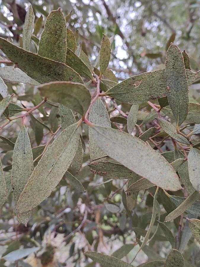Eucalyptus conferruminata — search result for 'Eucalyptus'