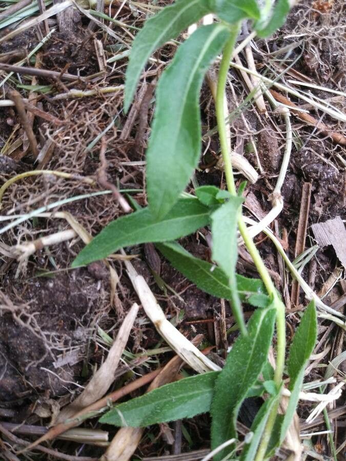 Aspilia montevidensis — search result for 'Aspilia'