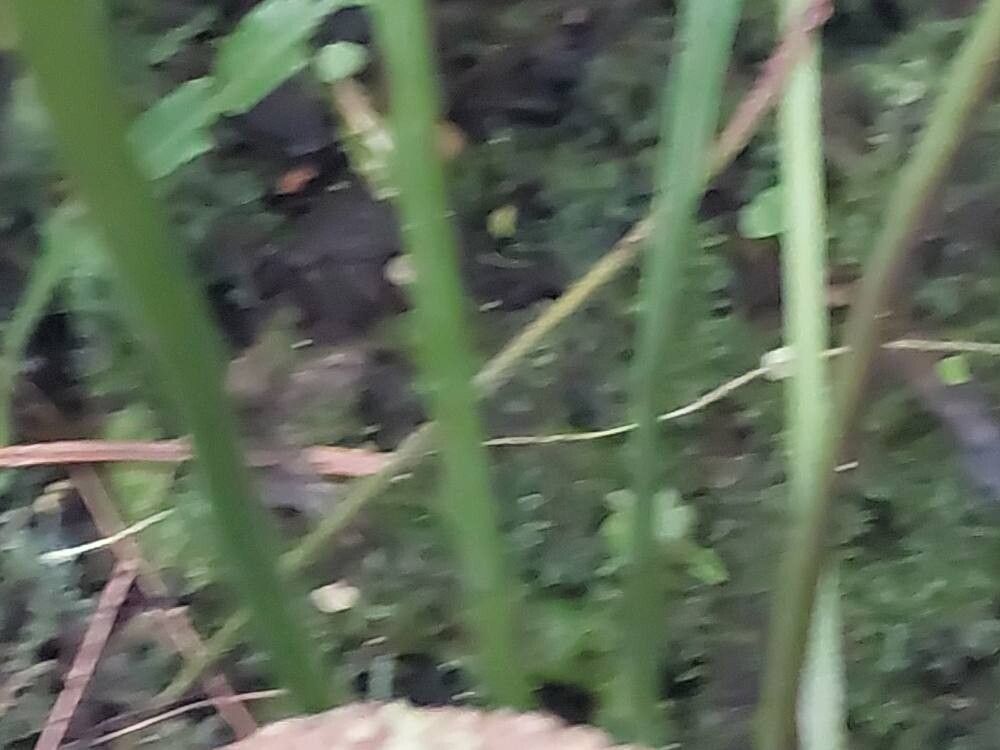 Microsorum maximum bark