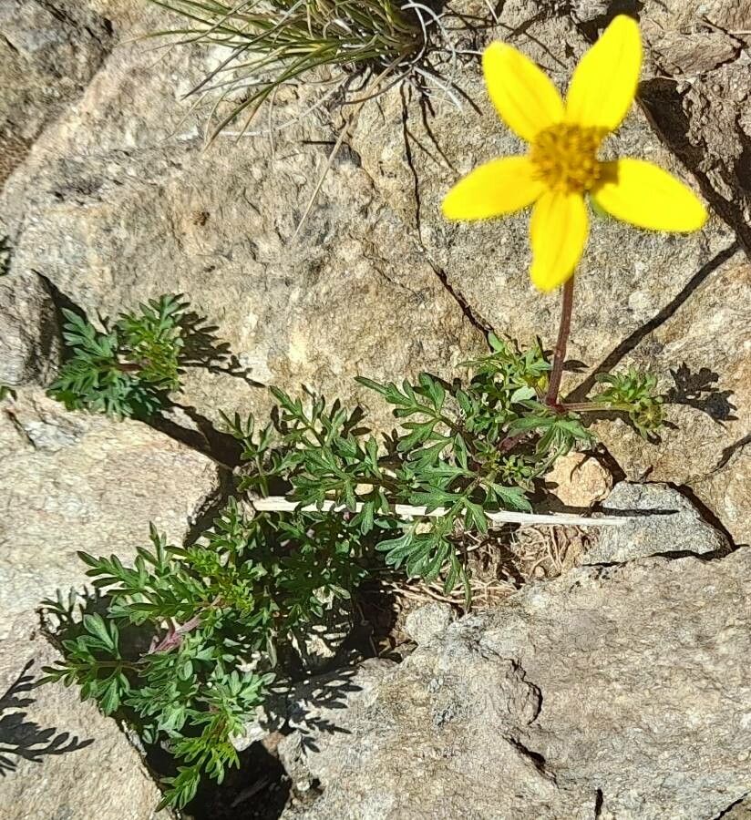 Bidens triplinervia habit