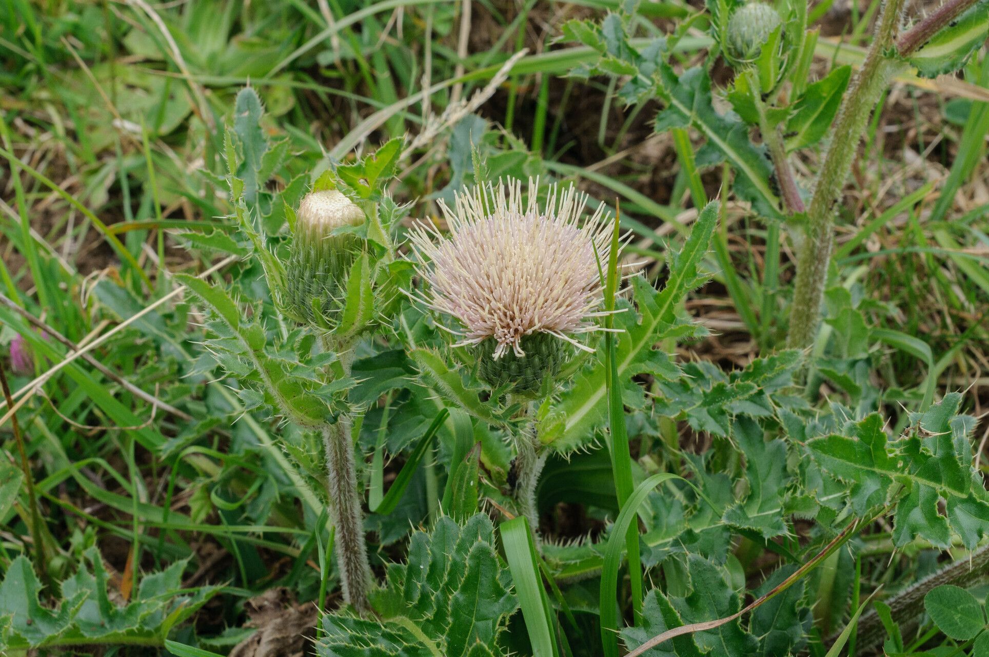 Cirsium × rigens flower