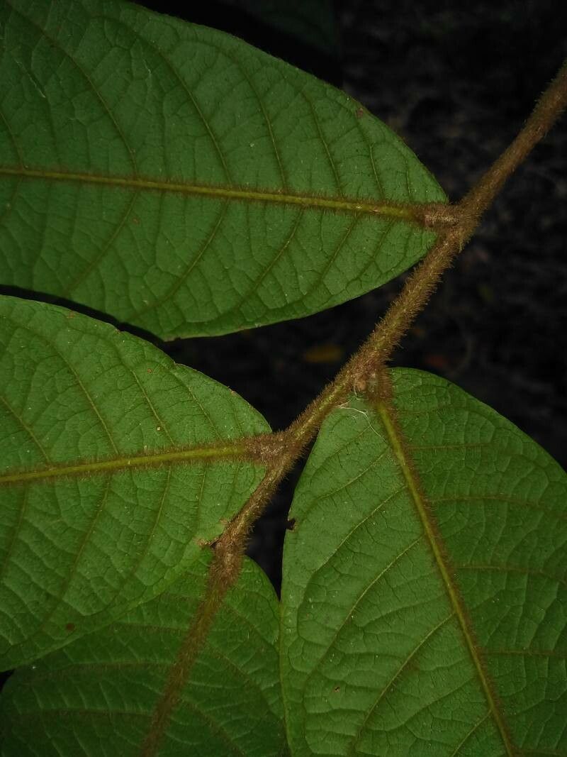 Hirtella guatemalensis — houseplant care guide