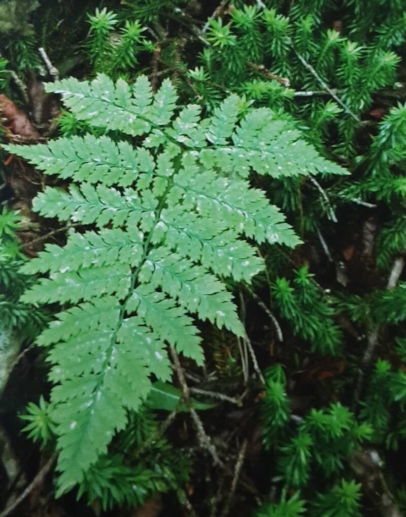 Dryopteris campyloptera — search result for 'Dryopteris'