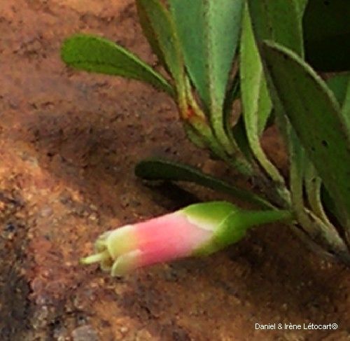 Planchonella ericiflora — houseplant care guide