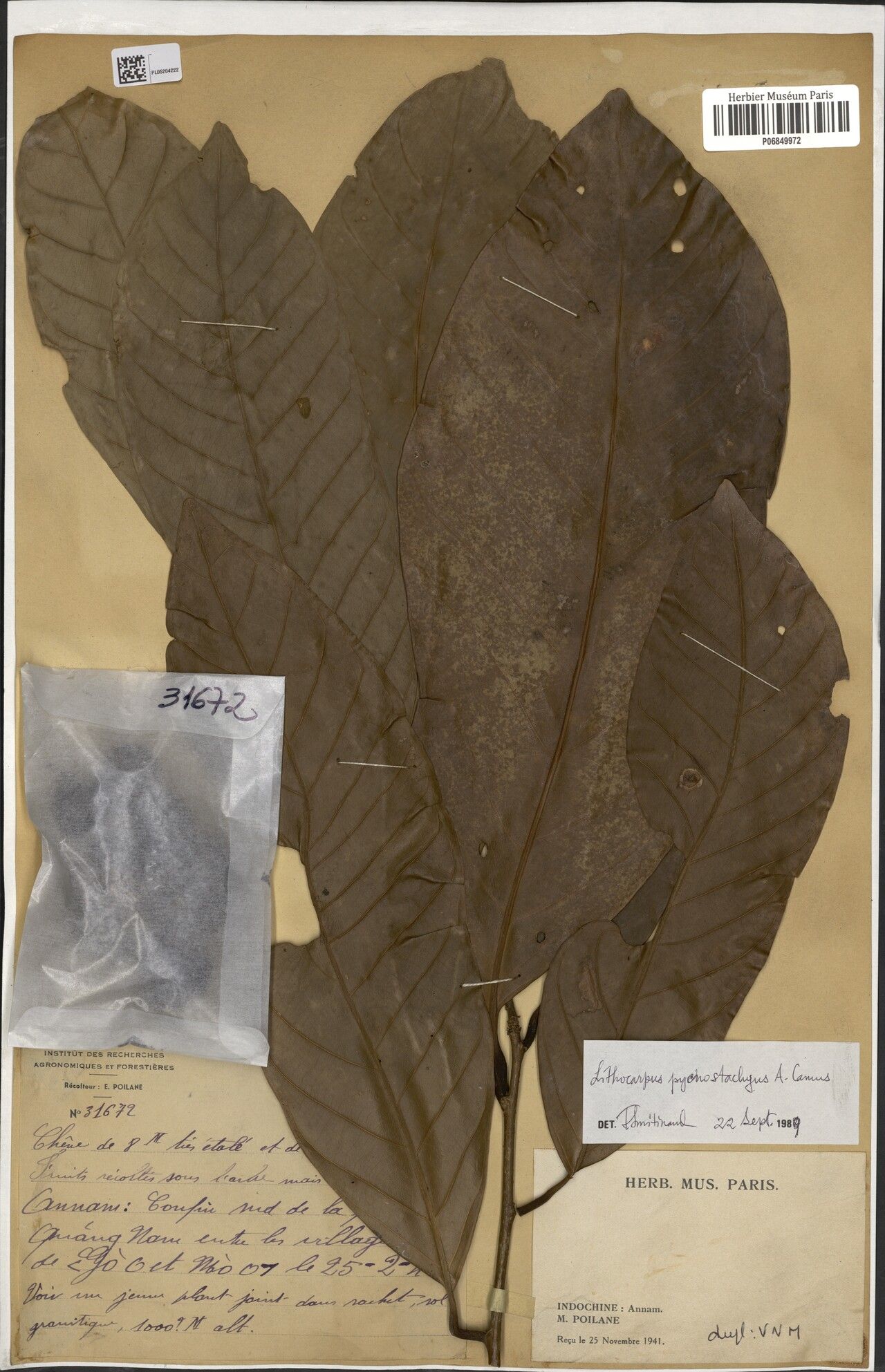 Lithocarpus pycnostachys — houseplant care guide