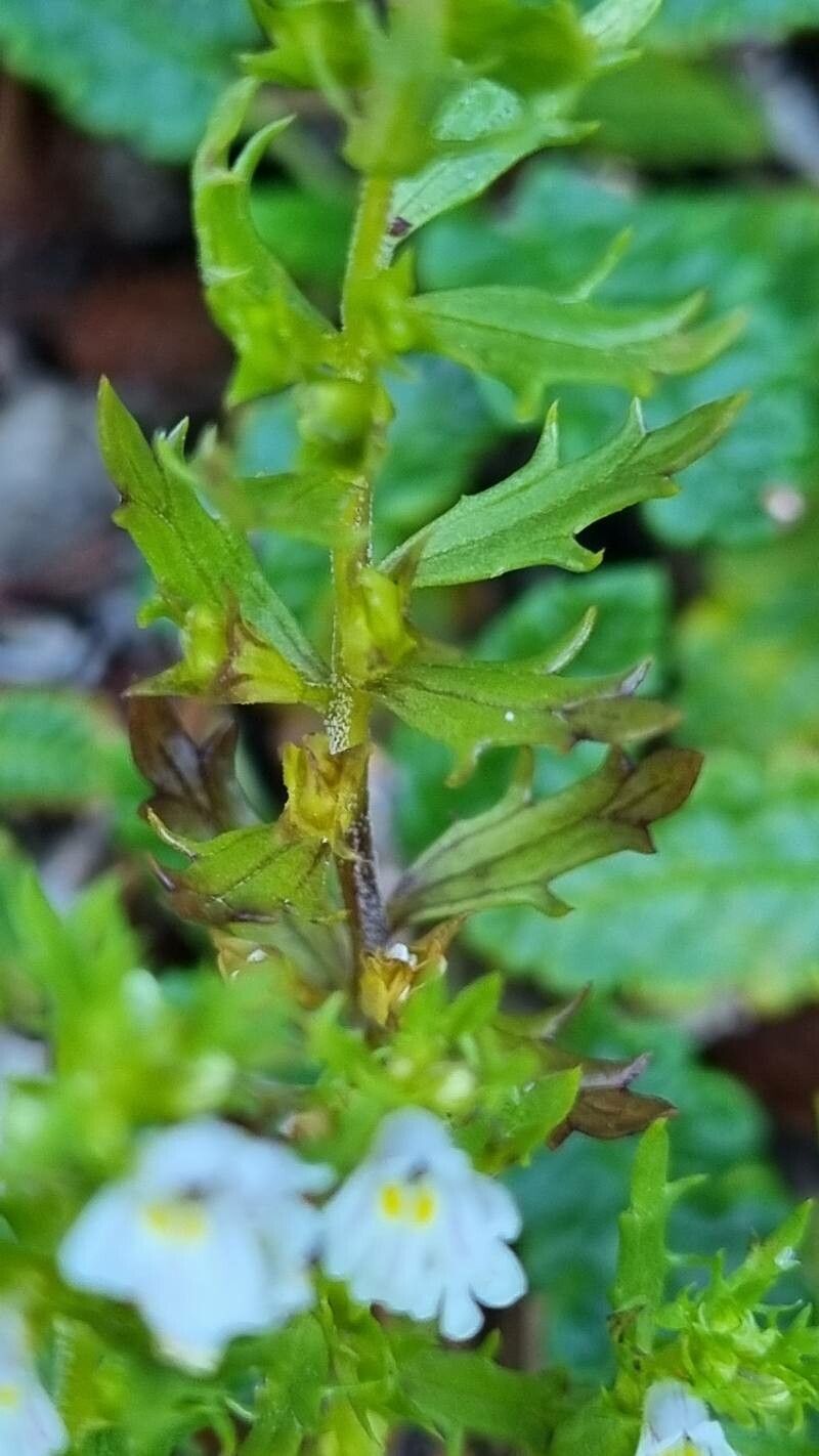 Euphrasia cuspidata — search result for 'Euphrasia'