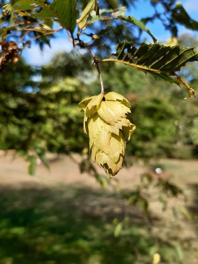 Carpinus japonica fruit